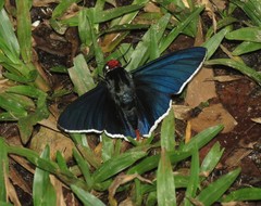 Elbella intersecta