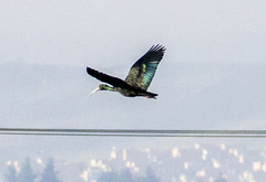 Phimosus infuscatus berlepschi