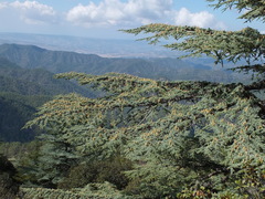 Cedrus brevifolia