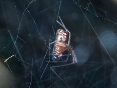 Prosoponoides sinense