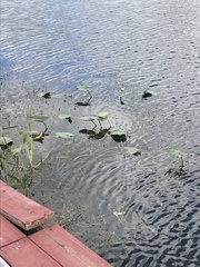 Nuphar advena image