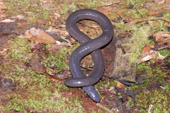 Gymnopis multiplicata