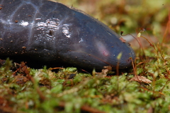 Gymnopis multiplicata