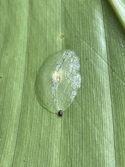 Gaeotis nigrolineata