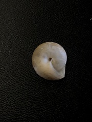 Ventridens intertextus