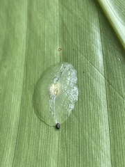 Gaeotis nigrolineata