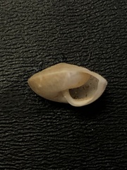 Ventridens intertextus