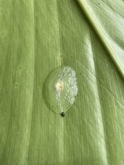 Gaeotis nigrolineata