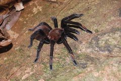 Sericopelma