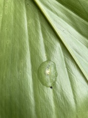 Gaeotis nigrolineata