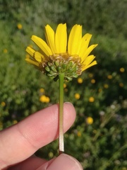 Glossopappus macrotus