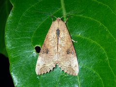 Tiracola aureata