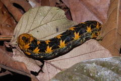 Eumorpha capronnieri