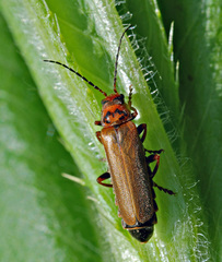 Cantharis figurata