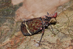 Phrictus tripartitus