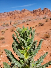 Phacelia palmeri