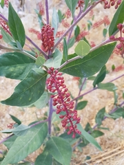 Phytolacca pruinosa
