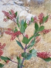 Phytolacca pruinosa