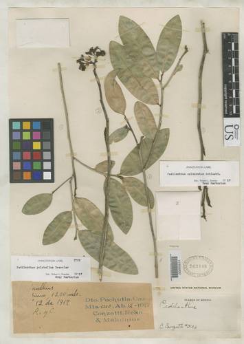 Euphorbia conzattii
