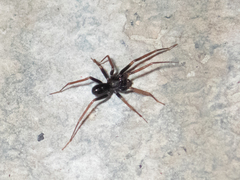 Phrurolithidae