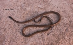 Indian Coral Snake photo 4