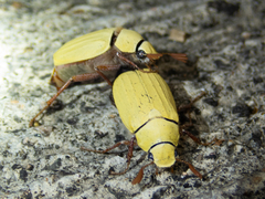 Cyphochilus apicalis