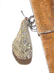 Palparini