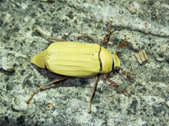 Cyphochilus apicalis