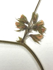 Rhynchosia difformis