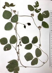 Rhynchosia difformis