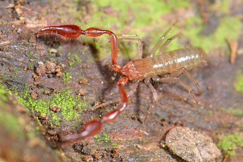 Genus Pararoncus · iNaturalist