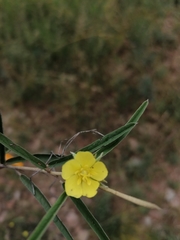 Melhania prostrata