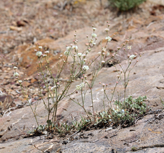 Eriogonum mensicola
