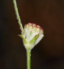 Eriogonum mensicola