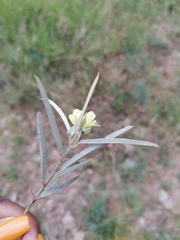 Melhania prostrata