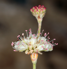 Eriogonum mensicola