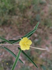 Melhania prostrata