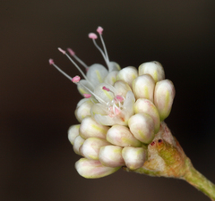Eriogonum mensicola