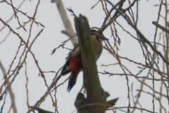Dendrocopos syriacus