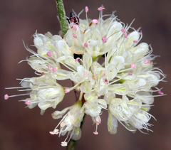 Eriogonum mensicola