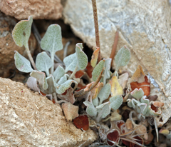 Eriogonum mensicola