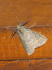 Desmeocraera interpellatrix