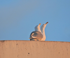 Larus argentatus