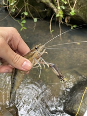Macrobrachium carcinus