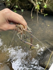 Macrobrachium carcinus