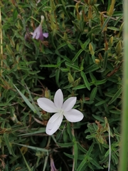 Barleria pretoriensis