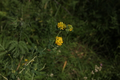 Medicago falcata