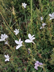 Barleria pretoriensis