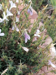 Barleria pretoriensis