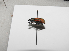 Diaprepes abbreviatus image